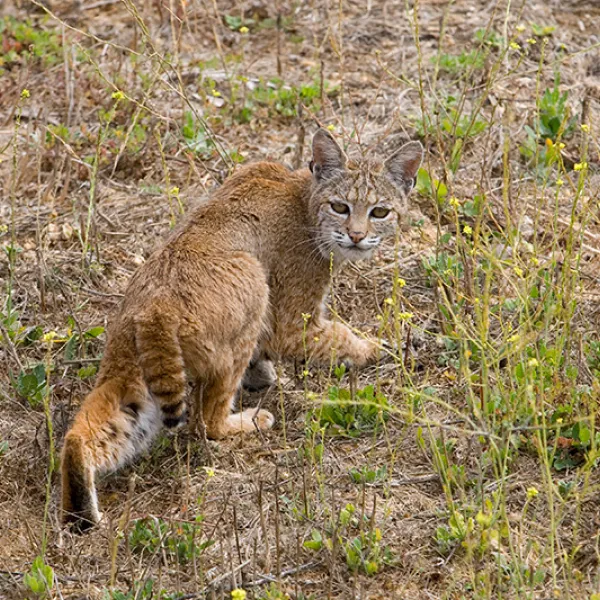 A bobcat standing in a dry, grassy field, looking back toward the camera with its ears upright and tail slightly lowered