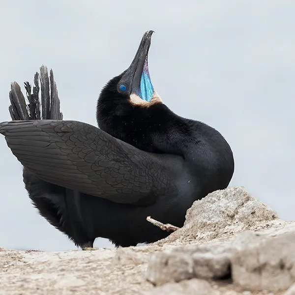 A black Brandt’s cormorant perched on a rocky shoreline with its head raised and wings partially spread, showing a bright blue throat patch.