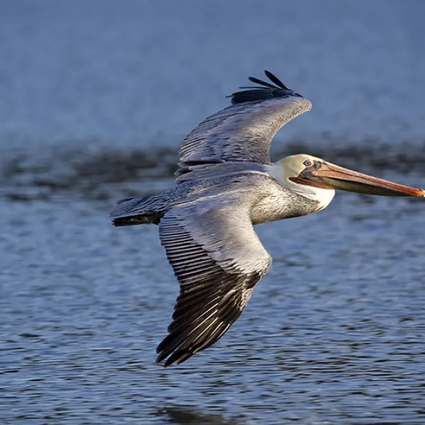A brown pelican gliding low over the water with its wings outstretched and long beak pointed forward