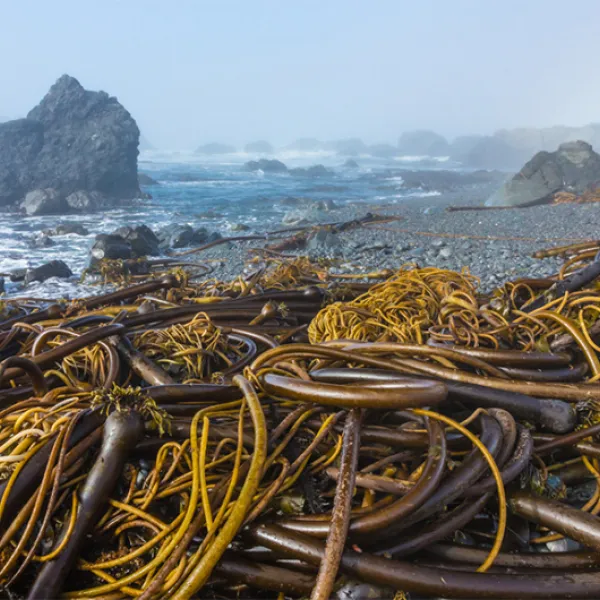 Long strands of bull kelp with thick stems and tangled golden-brown blades lie washed up on a rocky shoreline beside crashing ocean waves and offshore rocks.