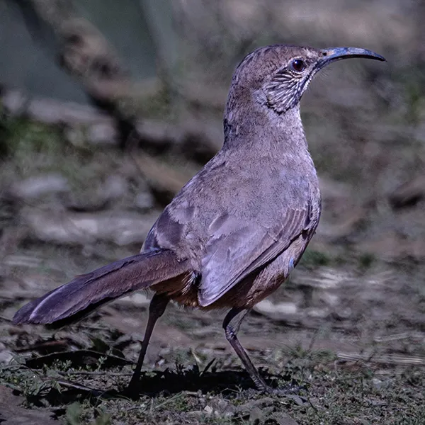 California thrasher standing on the ground in dense brush, showing its long curved beak and brown plumage while looking to the right.
