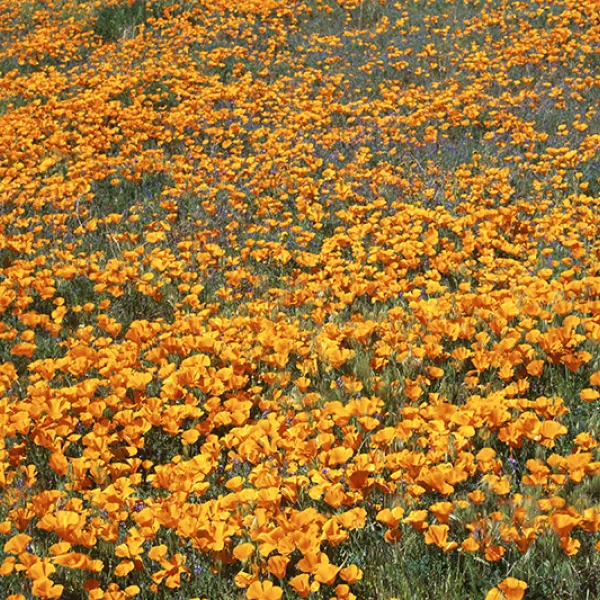 A vast field of bright orange California poppies stretches across rolling terrain, with thousands of flowers blooming densely under the sunlight.