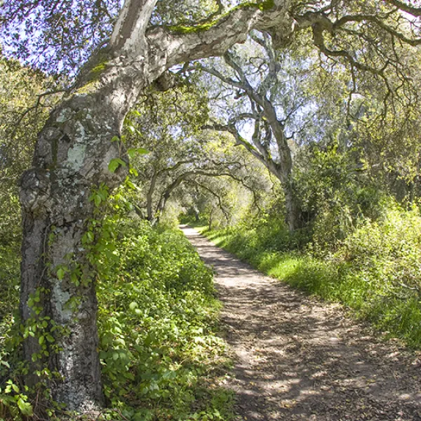 A coast live oak with thick, twisting branches arching over a sunlit trail, surrounded by dense green understory vegetation.