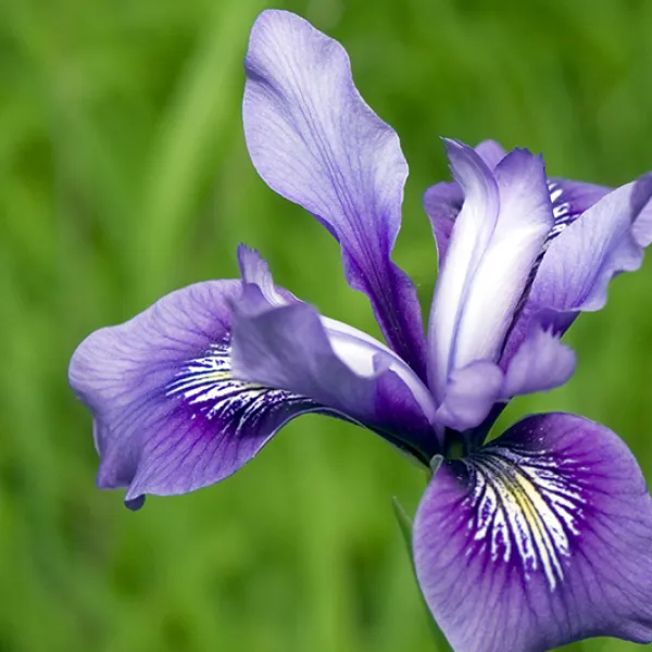 A Douglas iris with purple and white petals blooming against a blurred green background.