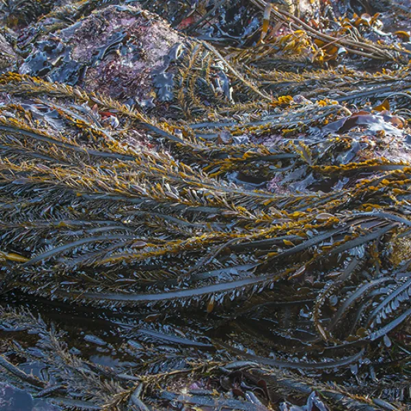 Close-up view of feather boa kelp draped across coastal rocks, showing long, dark brown fronds with many small blades lining each side.
