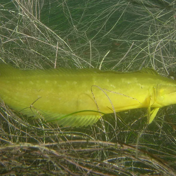 A long, yellow-green giant kelpfish swims among dense strands of kelp, camouflaged against the waving blades in the underwater scene.