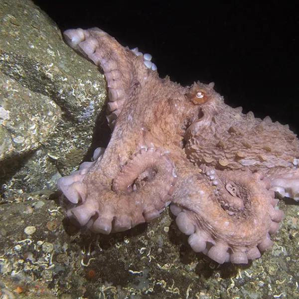 A giant Pacific octopus resting on a rocky seafloor, its reddish arms spread out with rows of visible suction cups.