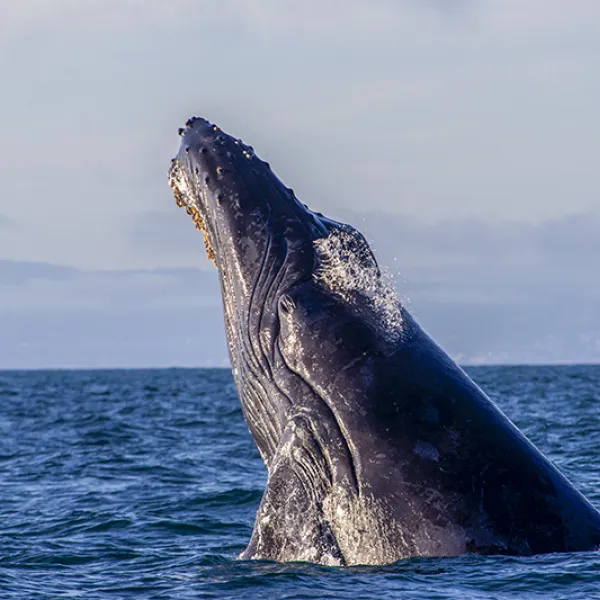 A humpback whale breaching out of the ocean, its massive body rising vertically above the water with its dark, barnacle-covered skin visible against a backdrop of open sea and cloudy sky.