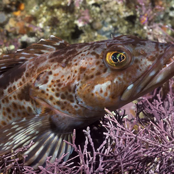 Close-up underwater photo of a lingcod resting among purple algae and rocks, showing its speckled brown body, large mouth, and bright yellow eye.