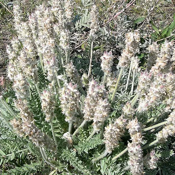 Close-up view of Nuttall’s locoweed, showing tall cream-colored flower spikes and fern-like green leaves growing in a dense clump on a dry, grassy hillside.