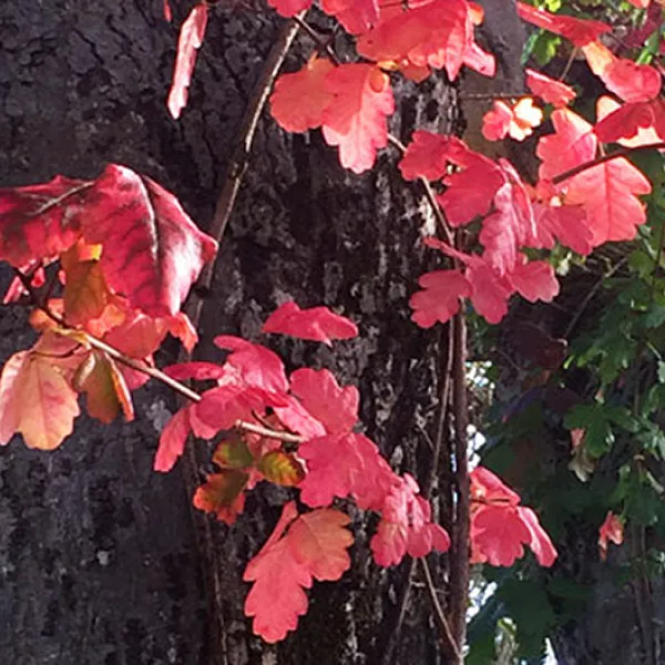 A close-up of poison oak branches with bright red, scalloped leaves growing against the trunk of a tree.