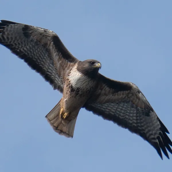 Red-tailed hawk soaring in the sky with wings spread wide, showing brown and white plumage and a rusty red tail against a clear blue background.