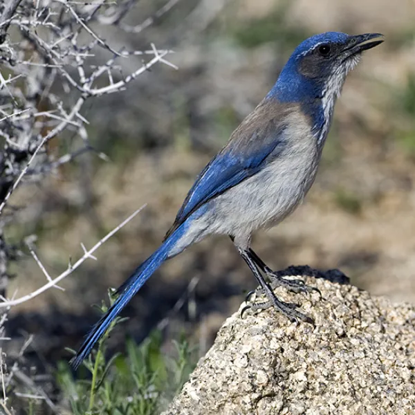 A California scrub jay with blue, gray, and brown plumage perches alertly on a sunlit rock, surrounded by dry brush and desert plants.