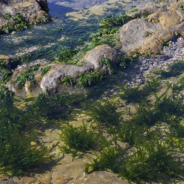 Bright green sea lettuce algae growing in shallow intertidal pools among rocks, with sunlight reflecting off the water.