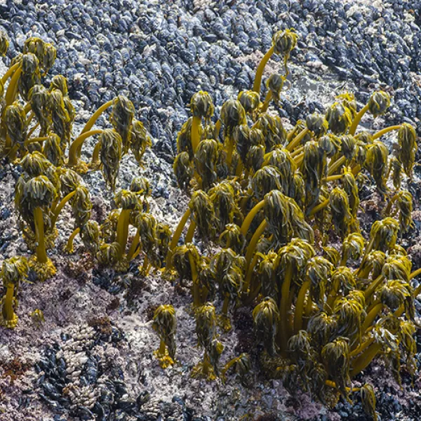 Clusters of brown sea palm algae with tall, palm-like fronds stand upright on wave-swept rocky shoreline, their stems anchored tightly to the rock.