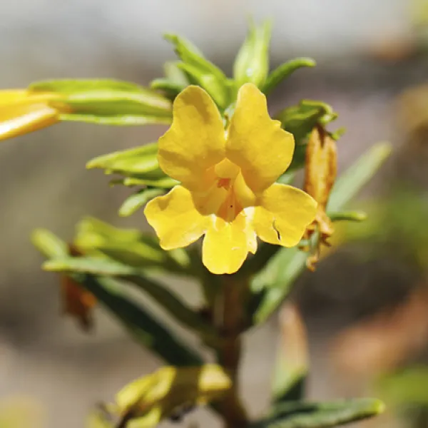 Close-up of a bright yellow Sticky Monkeyflower bloom on a green shrub, showing its tubular petals and surrounding leaves in natural sunlight.