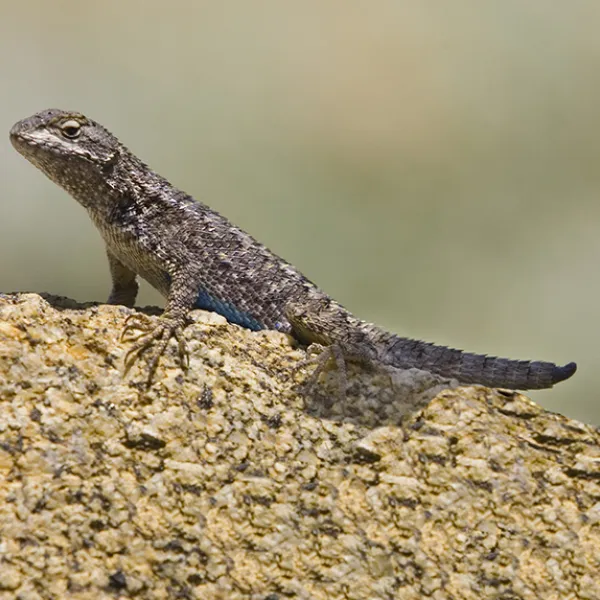 A western fence lizard with dark, mottled scales sunning itself on a large rock, its body stretched out and head raised against a blurred natural background.