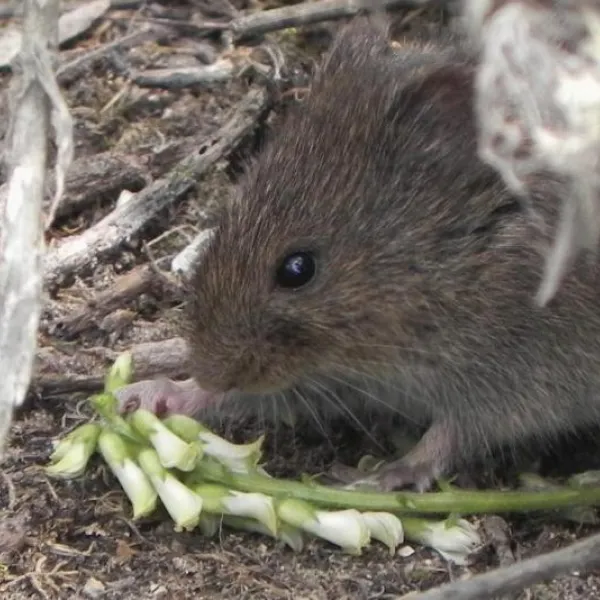 Vole eating