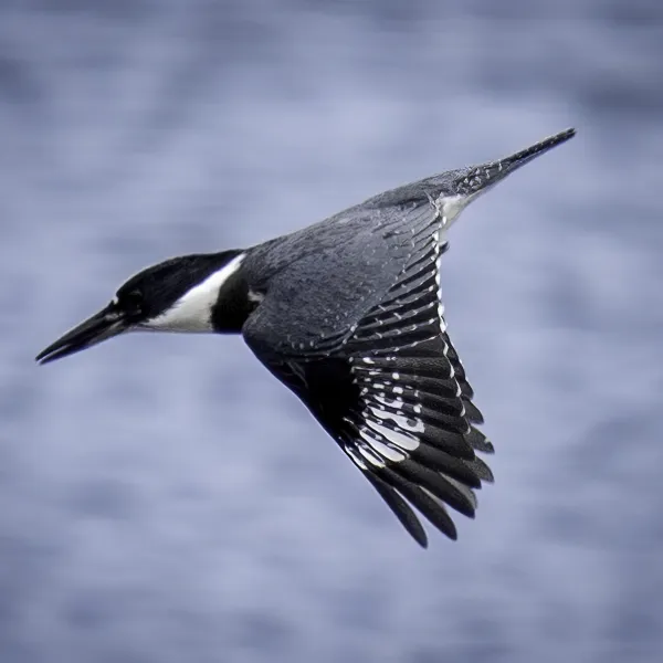 A belted kingfisher in flight.