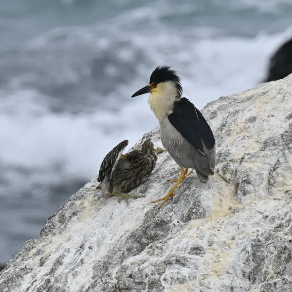 Black-crowned night heron and chick