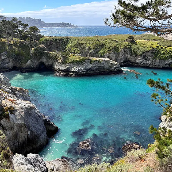 The beautiful turquoise China Cove on the Bird Island Trail at Point Lobos, is surrounded by rocky cliffs and pine-dotted hillsides opens to the ocean, with sunlight illuminating the clear water and kelp forests below the surface.