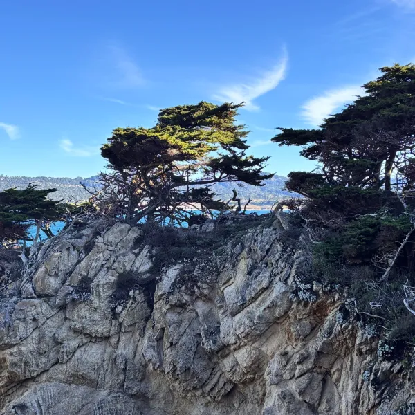 Photo of Monterey Cypress trees growing out of a rocky cliff on the North Shore Trail at Point Lobos.