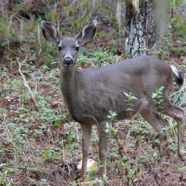 A mule deer stands alert on a forest floor, surrounded by pine needles, low plants, and tree trunks, looking directly toward the camera on Whalers Knoll Trail at Point Lobos State Natural Reserve.