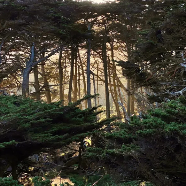 Sunlight filters through tall, slender cypress trees in a dense coastal forest, illuminating the golden haze in the distance. Dark, windswept branches and thick green foliage frame the scene, creating a dramatic contrast between shadow and light. Photo credit: Don Blohowiak.