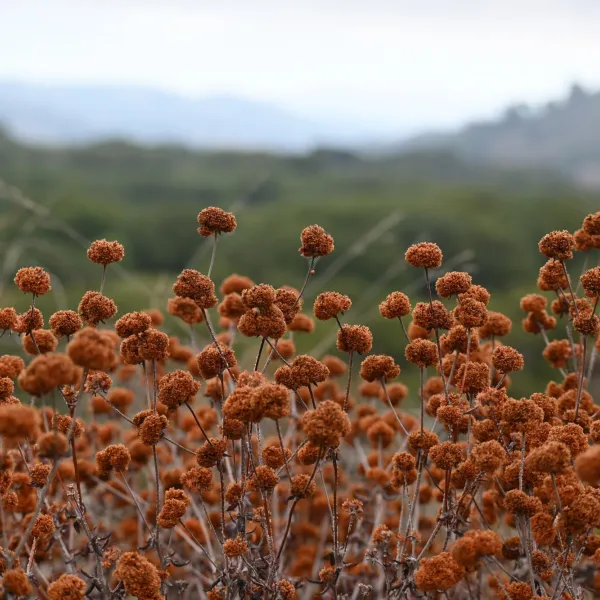 Photo of dune buckwheat with dried blooms in the autumn at Point Lobos.