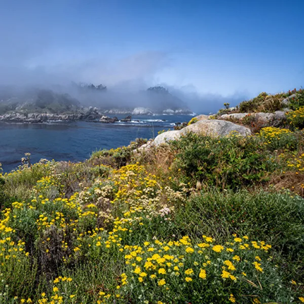 Yellow and white wildflowers blanket a rocky coastal hillside overlooking deep blue water, with misty fog drifting over the distant cliffs beneath a clear sky on Granite Point Trail in Point Lobos State Natural Reserve. Photo credit: Susan Lambert.