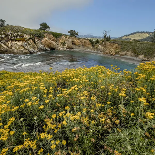 A field of bright yellow yarrow flowers fills the foreground above a rocky cove, where gentle waves meet the shoreline beneath a hazy coastal sky on the Coal Chute Trail at Point Lobos State Natural Reserve.