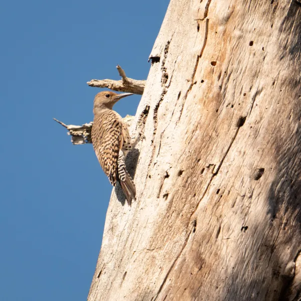 Northern Flicker on a tree trunk.