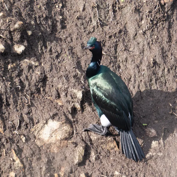 Pelagic Cormorant in breeding plumage
