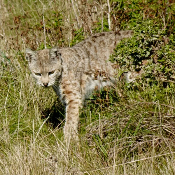 A bobcat steps cautiously through tall grass and low shrubs of the Mound Meadow Trail in Point Lobos State Natural Reserve, its spotted coat blending with the sunlit meadow as it moves forward with focused eyes. Photo credit: Peter Fletcher.