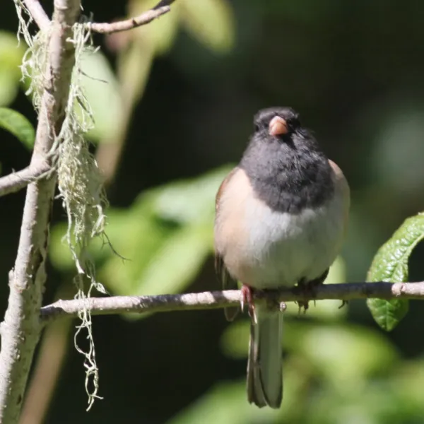 A small dark-eyed junco perches on a thin branch on the Pine Ridge Trail at Point Lobos State Natural State Reserve, its black head and gray-white body brightly lit by the sun. Soft green foliage fills the blurred background, with a strand of lichen hanging nearby. Photo credit: Fred Brown.