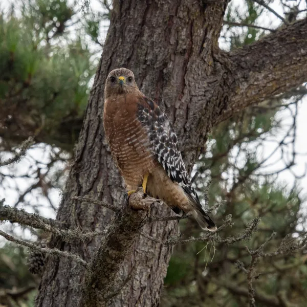Red-shouldered Hawk in a Monterey Pine tree