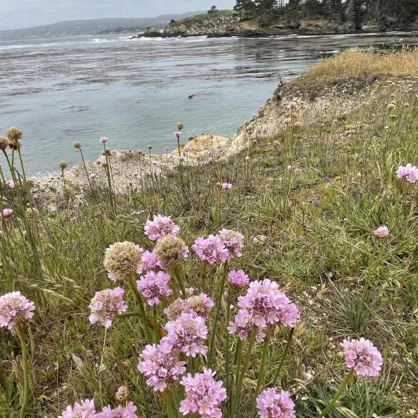 Sea Thrift also known as sea thrift along Whalers Cove.
