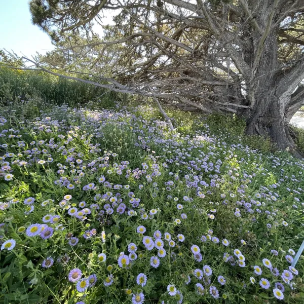 Seaside daisies carpeting Coal Chute Point