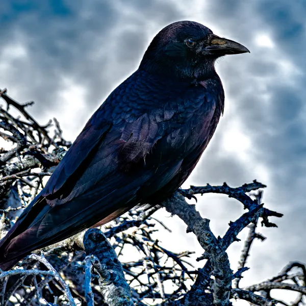 American Crow perched on a branch