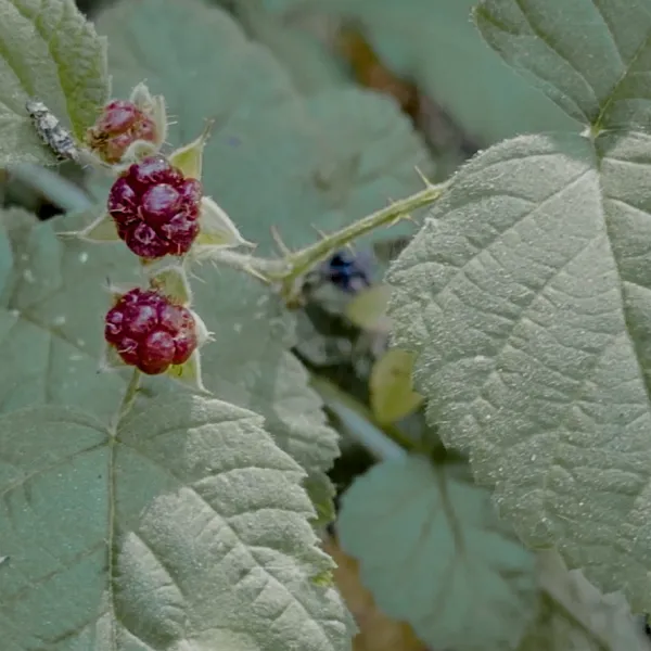 Blackberries on the vine