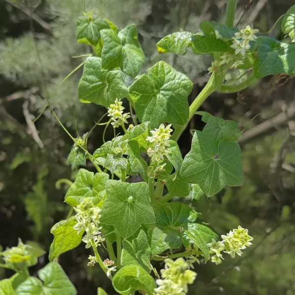 California Manroot (Wild Cucumber) blooming on the trail