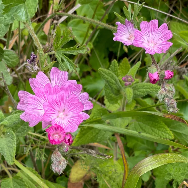 Checkerblooms blooming