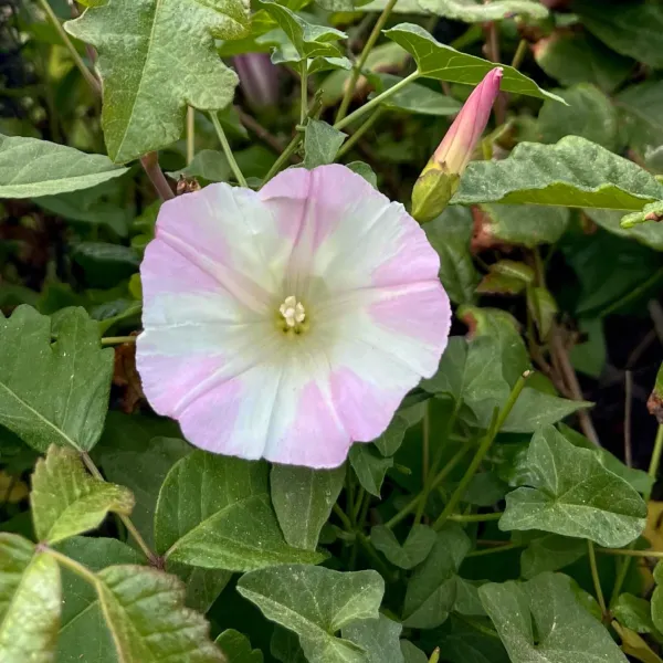 Coast Morning Glory on South Shore trail 