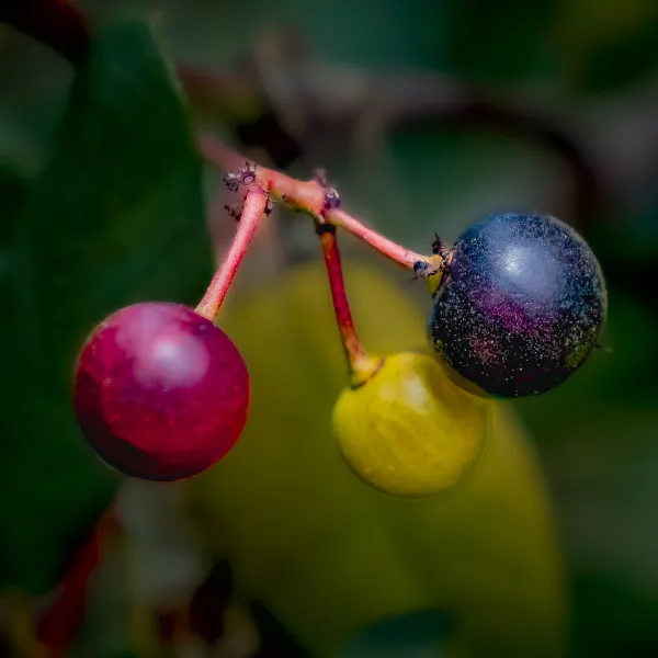 Close up of ripening coffee berries