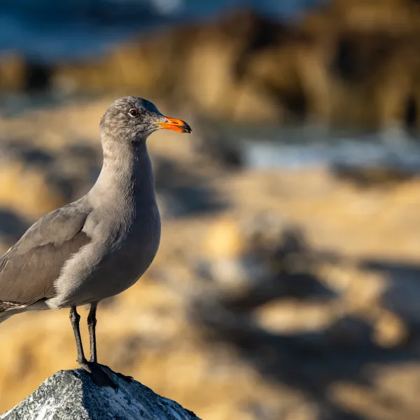 Hermann's Gull standing on a rock along the shore