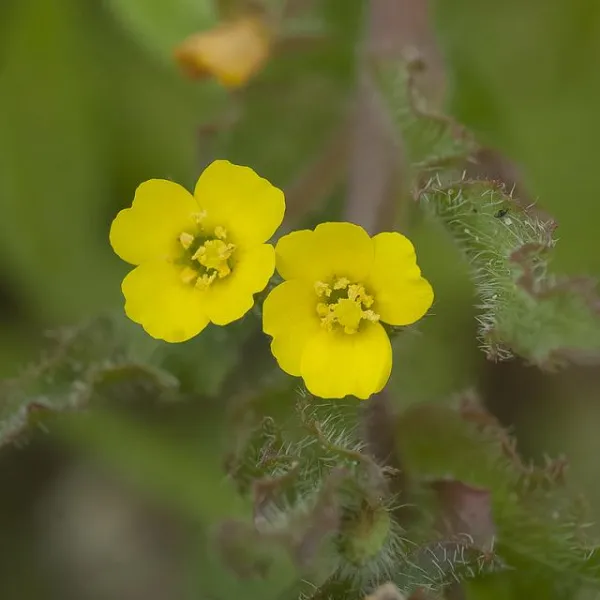 Miniature Suncups in bloom