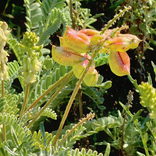 Vibrant seed pods of the Nuttall's Loco Weed on Granite Point