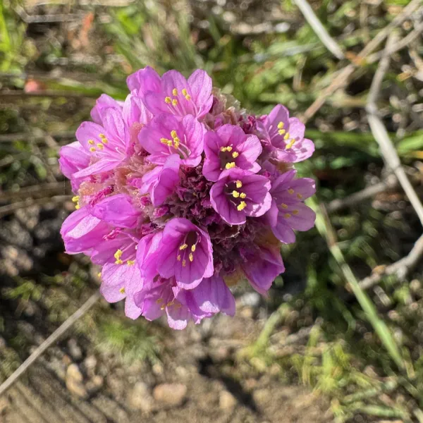Sea Thrift blooming on the Coal Chute trail