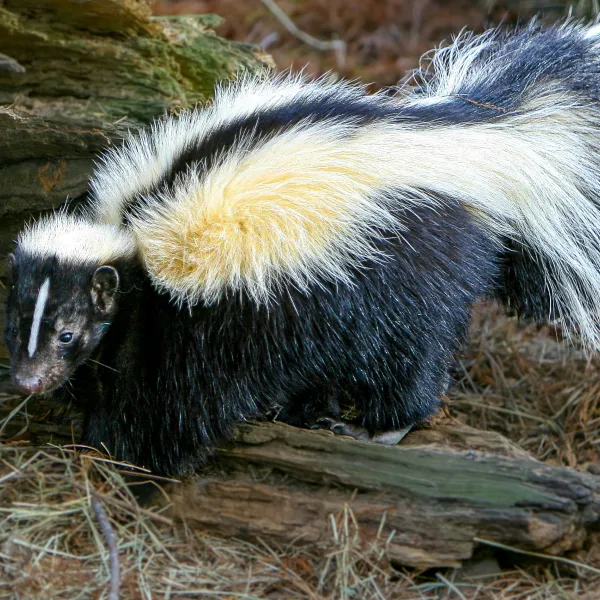 Striped skunk in the forest