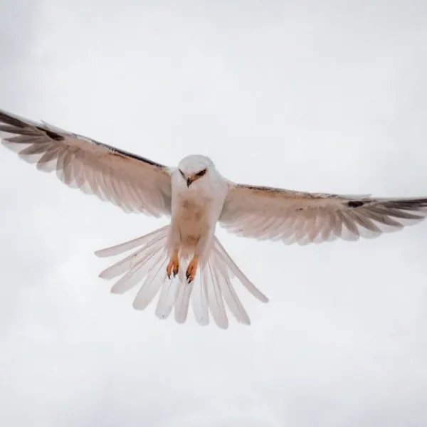 White-tailed Kite in flight